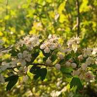 photo L'odeur du blanc