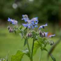 photo Le goût du bleu